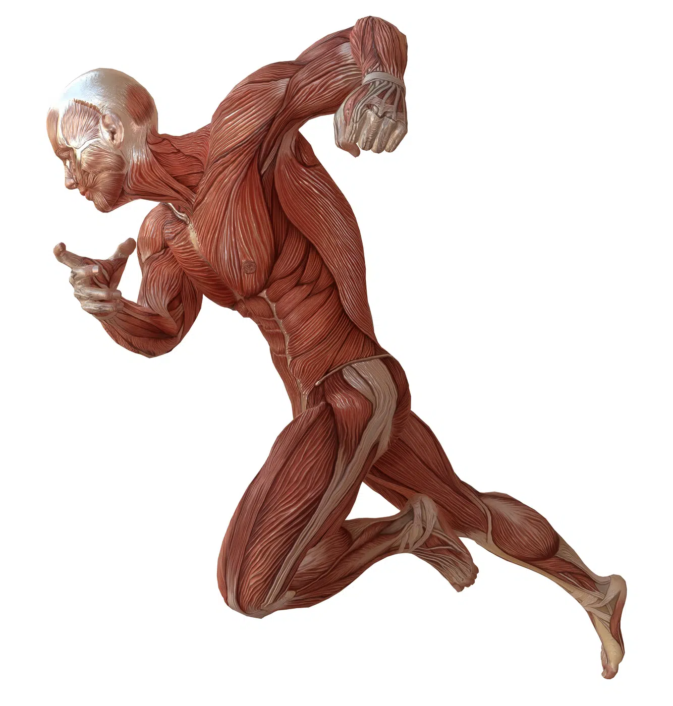 Anatomical illustration of a runner showing muscular structure